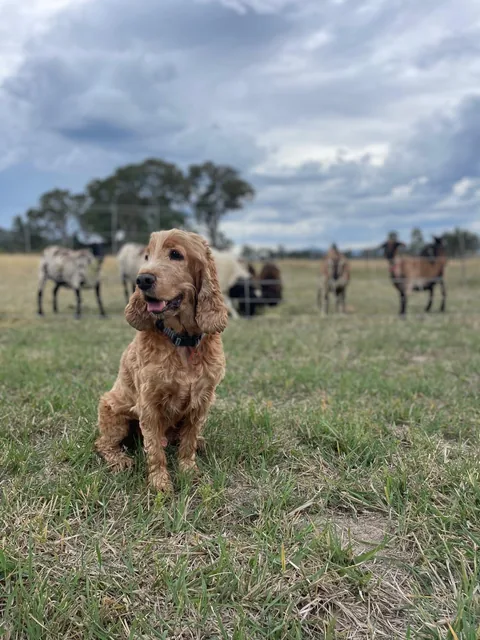 Farm dog sitting calmly in a paddock.