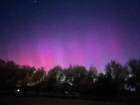 Purple night sky and stars above silhouetted trees.