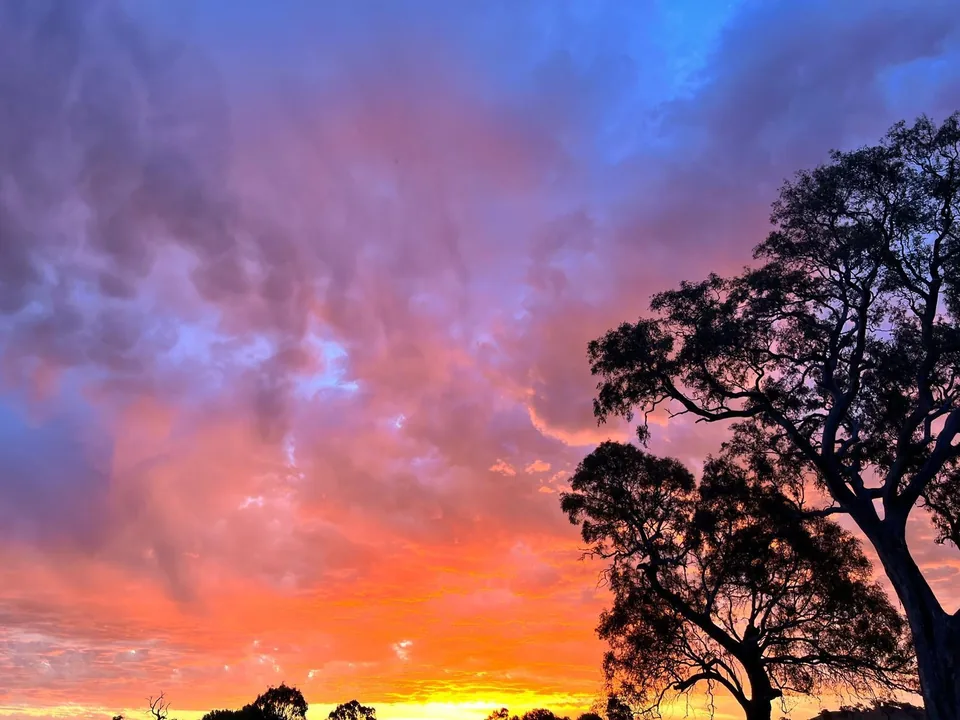 Gum trees silhouetted against pink and orange sunset clouds.