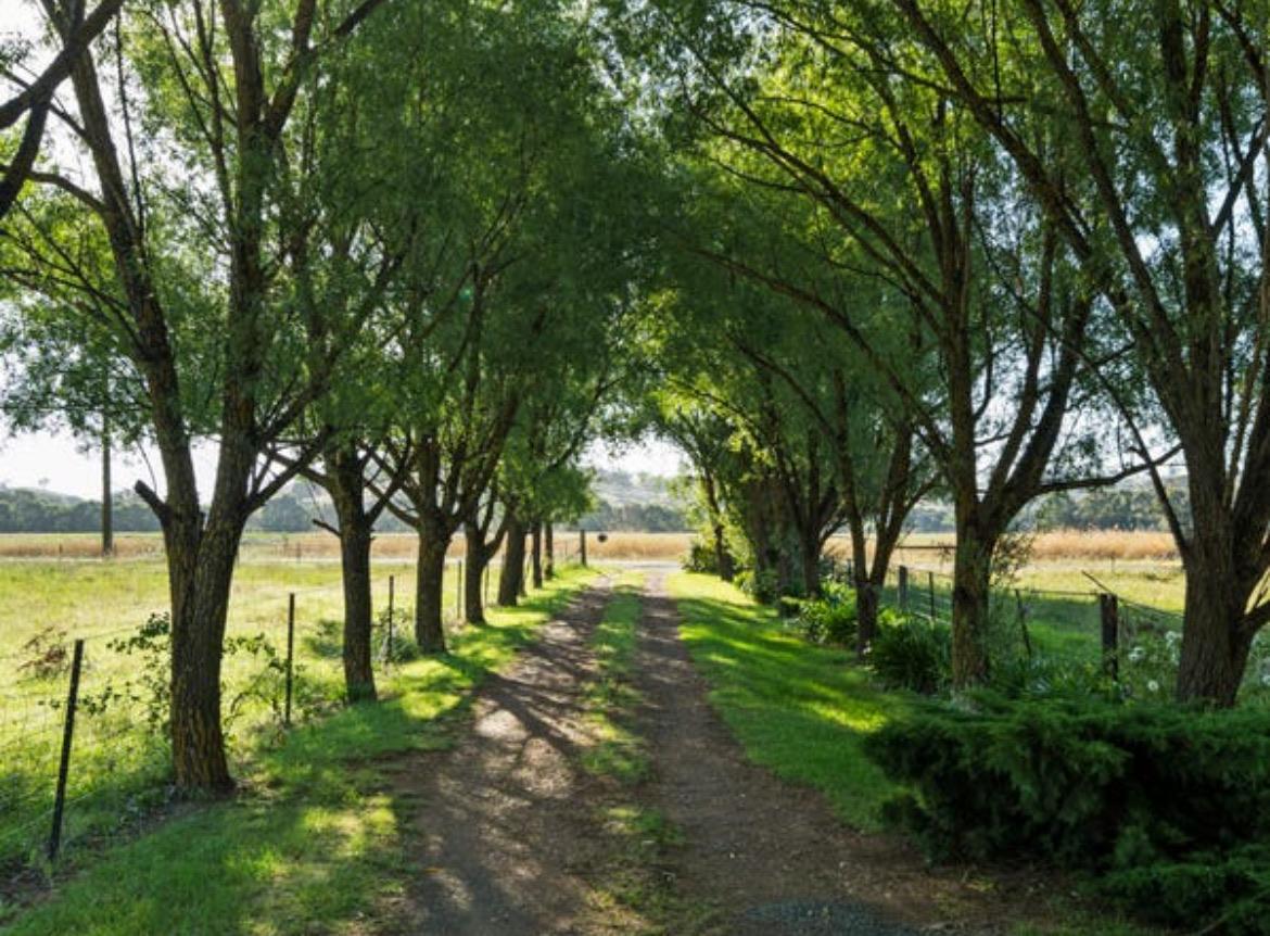 Tree-lined driveway leading into Midland Meadow.